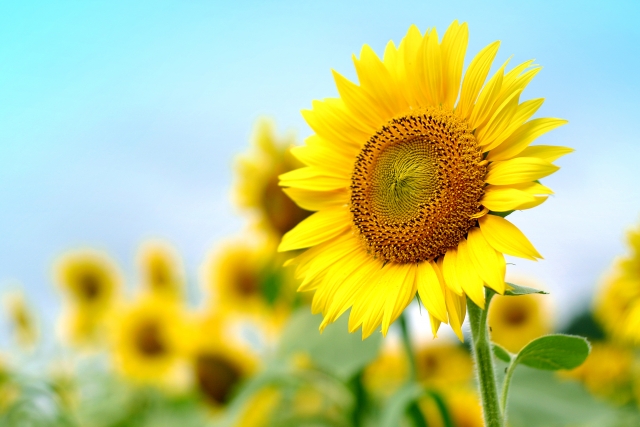 夏のイメージ画像