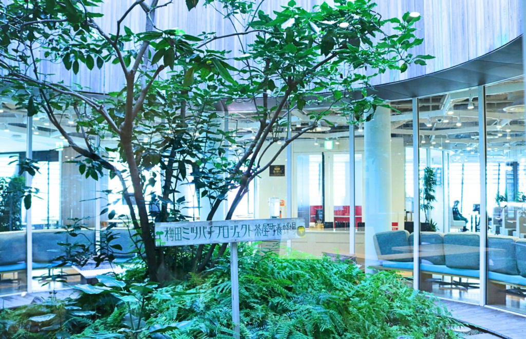 ヤンマーホールディングス養蜂場